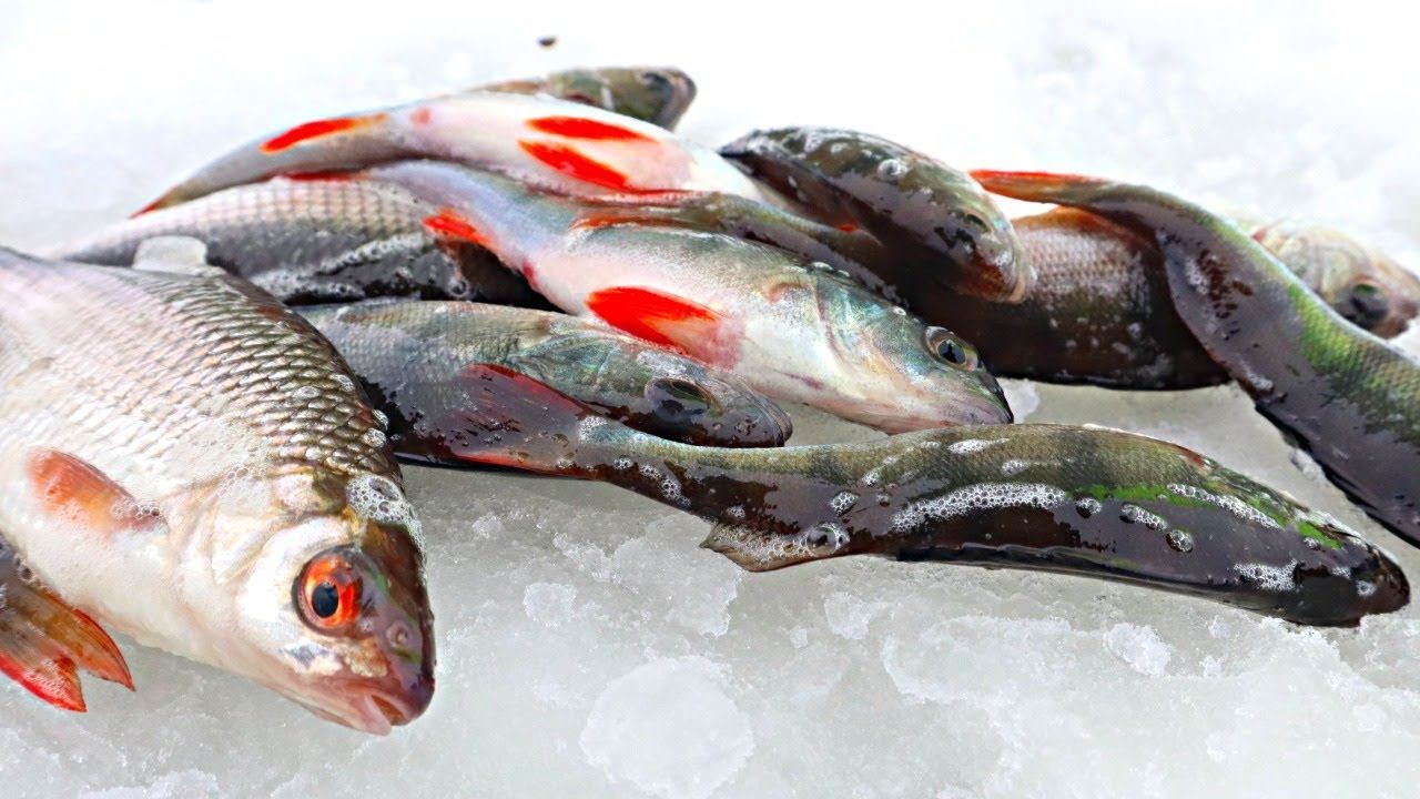 Как рыбак с 20 летним сажем знаю когда закончится глухозимье и у рыбы начнется жор. +- ТОЧНЫЕ ДАТЫ. смотреть онлайн