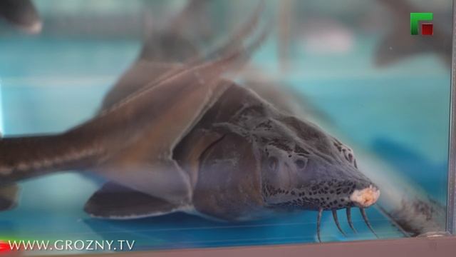 «Экономика 95». Эфир от 18.11.2025