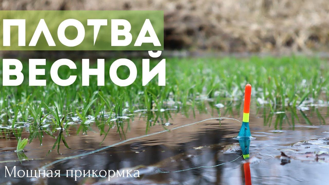 Чтобы ловить много жирной плотвы в апреле кидайте под поплавок это. Чем подкормить плотву в апреле? смотреть онлайн