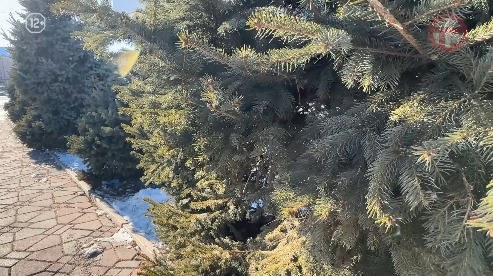 ☀️ Погода на выходные: морозно, но без осадков смотреть онлайн