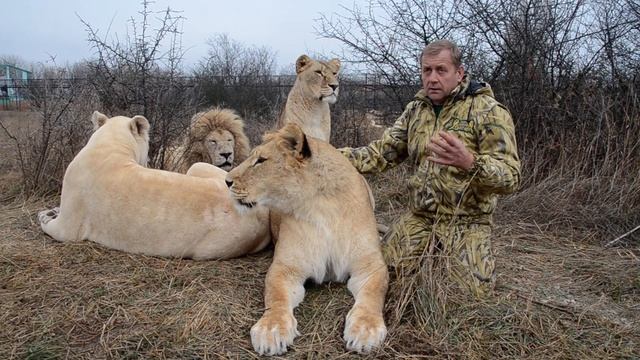 Львы почувствовали ЗАПАХ АЛКОГОЛЯ ! Состоялся суд по У смотреть онлайн