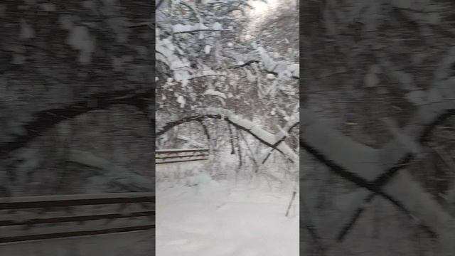 26-12-2025 Зимний парк