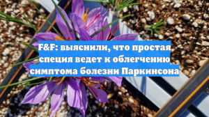 F&F: выяснили, что простая специя ведет к облегчению симптома болезни Паркинсона