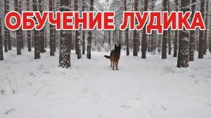 Обучение Лудика продолжается