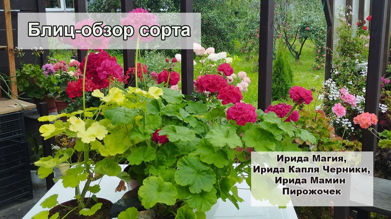 Блиц-обзор сразу трёх сортов селекции Ирида. Для любителей тёмных и ярких цветов смотреть онлайн