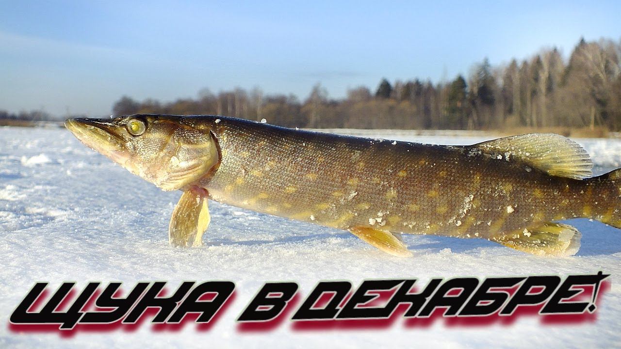 Хотите ловить много щуки в декабре? Смотрите это видео. смотреть онлайн