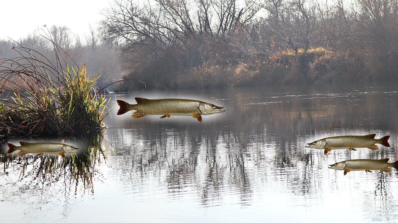 Как ловить щуку в октябре? На какие приманки клюет щука в октябре? Места стоянок щуки в октябре. смотреть онлайн