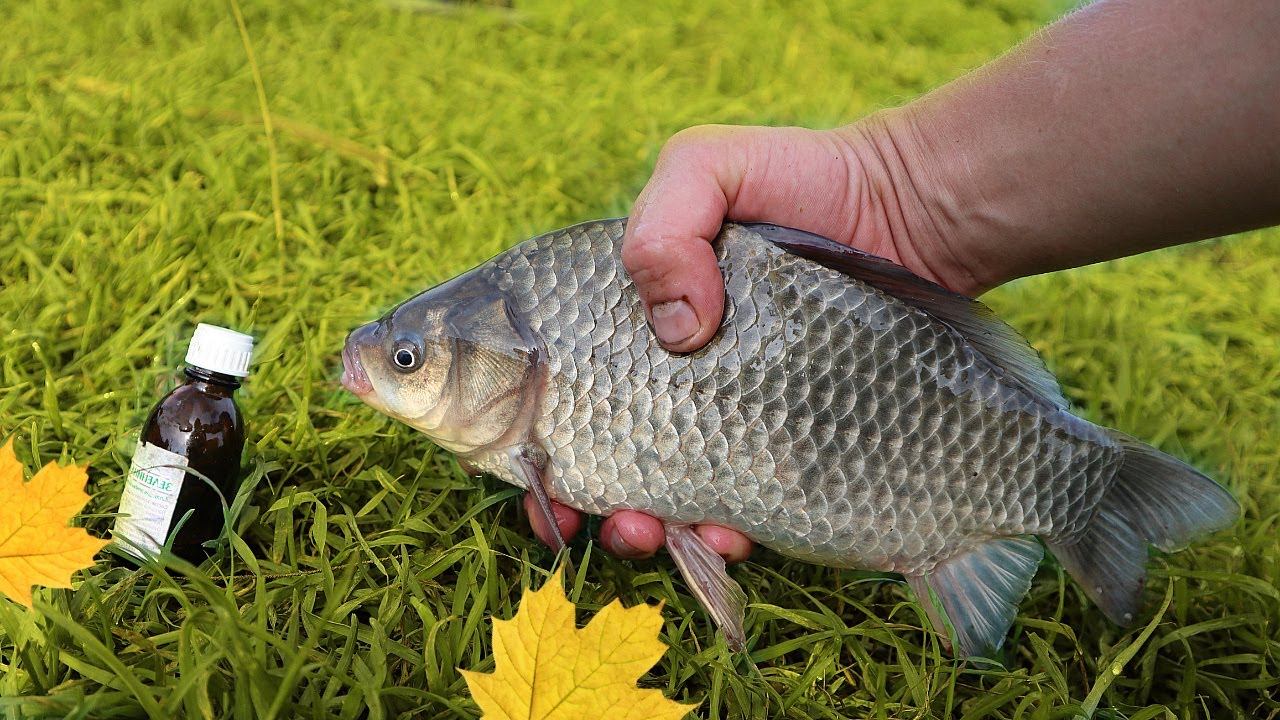 Рыба даже в холодной воде обожает это! Ловля крупного карася карпа леща на куриный жир осенью смотреть онлайн