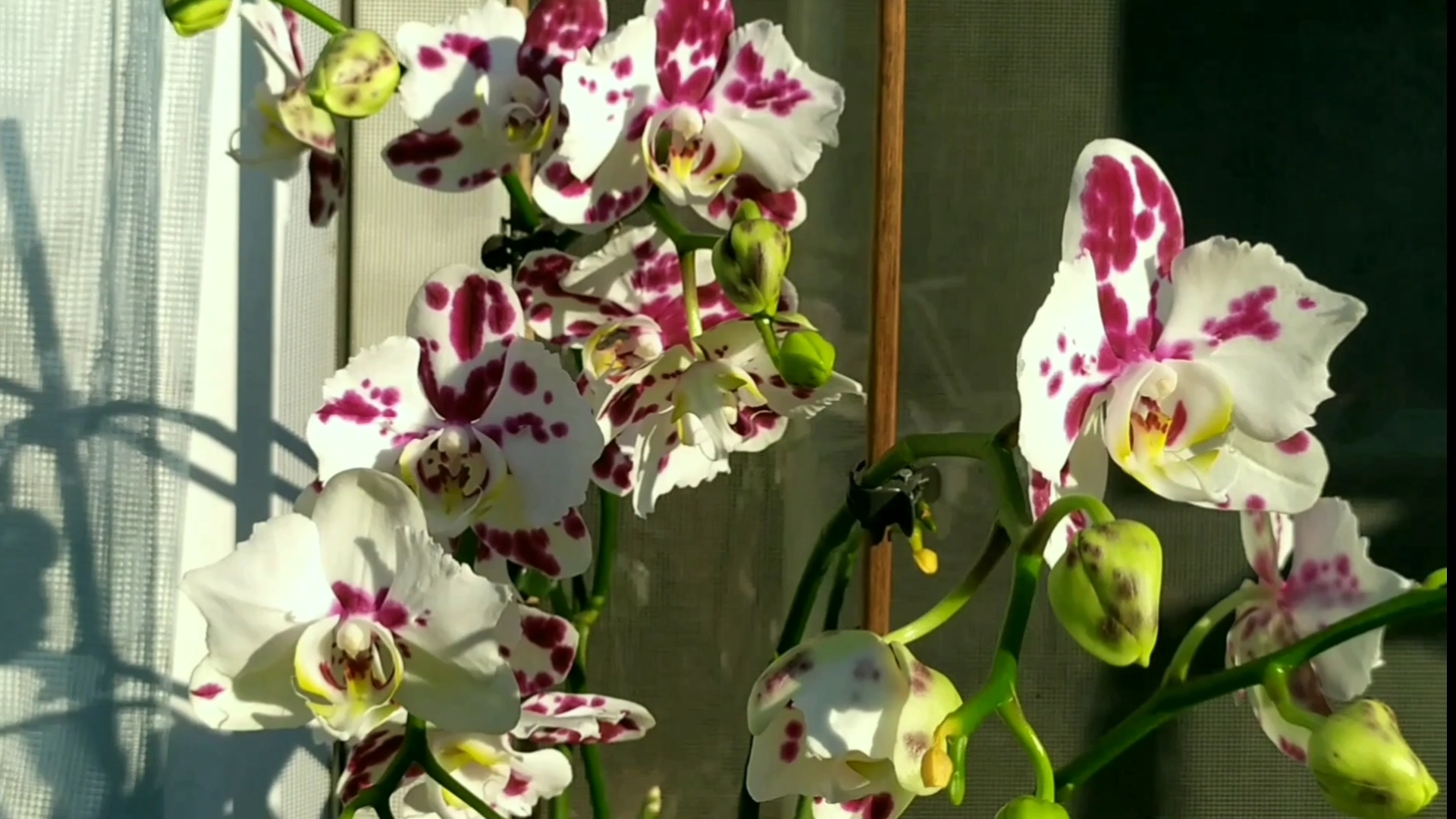 Домашние цветение орхидей. Освещение для орхидей. смотреть онлайн