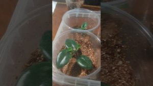 Нематантус. Укоренение маленьких зеленых черенков