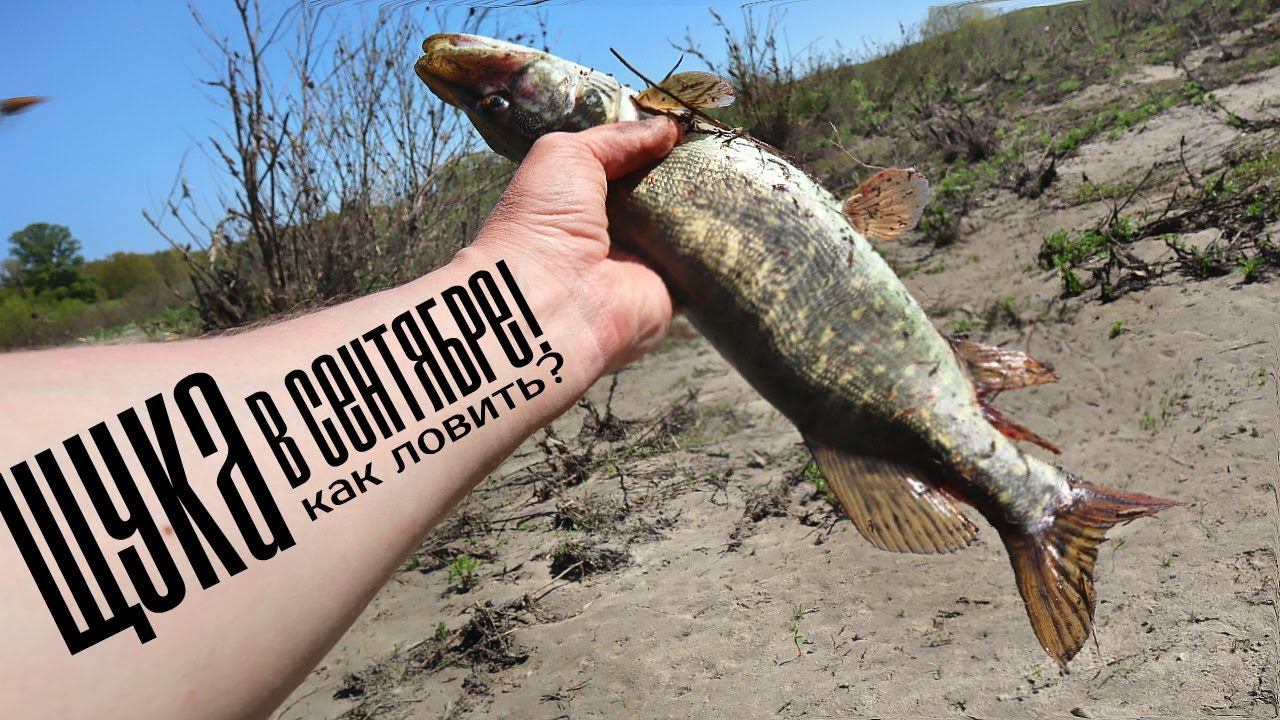 Эти советы по ловле щуки в сентябре на спиннинг работают 100%! Как же раньше ловил без этих знаний? смотреть онлайн
