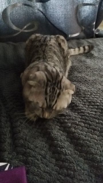 кот Тимон пробует кошачью мяту смотреть онлайн