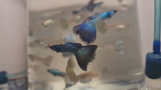 Новинка на разводне. Гуппи Дамбо мозаика и Малохитовая зелено-сине-изумрудная смотреть онлайн