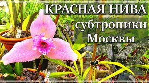 КРАСНАЯ НИВА - самый НЕОБЫЧНЫЙ Садовый Центр!