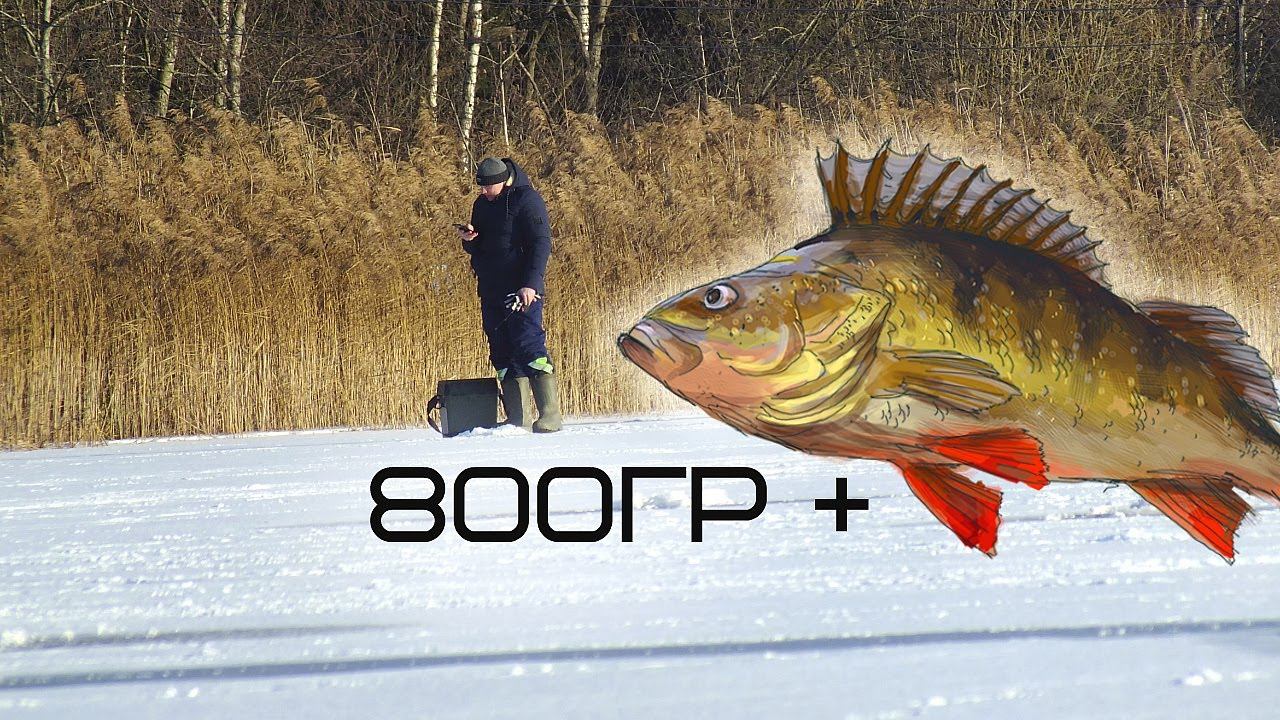 Есть один секрет. Легко нахожу крупного окуня 800гр +по первому льду в ноябре декабре. смотреть онлайн