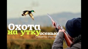 Как и где охотиться на утку осенью?