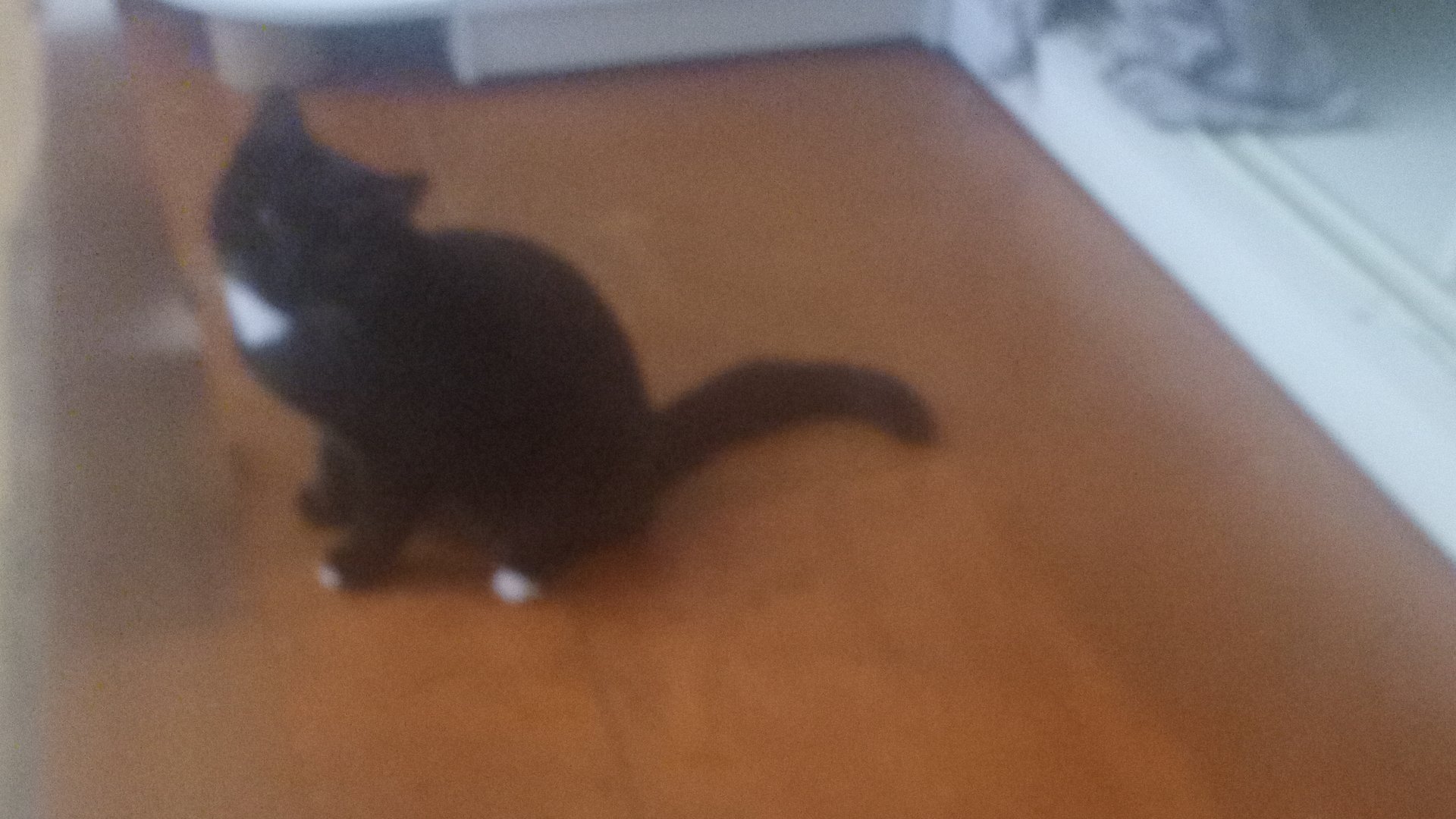 моя кошка Эльза играется с плюшкой