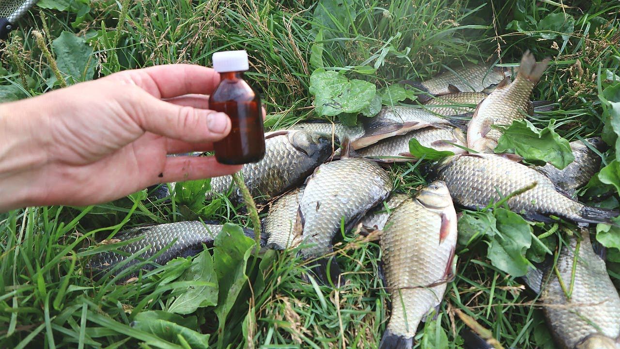 Анис - главный секрет огромного улова карася! Расскажу как правильно применять чтобы ловить по многу смотреть онлайн