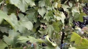 Сорт винограда ИТУМ 10🔥🔥🔥 ( itum 10) Мона Лиза . Пожалуй ?