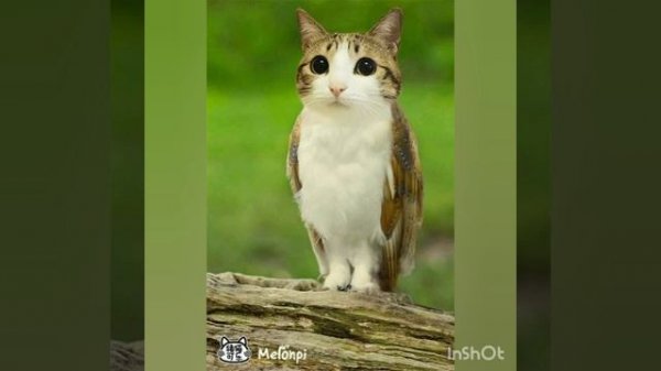 Meowl