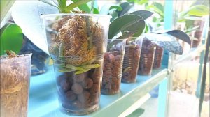 Пересадка Орхидей с Моховыми Стаканами и Белкин Хвост