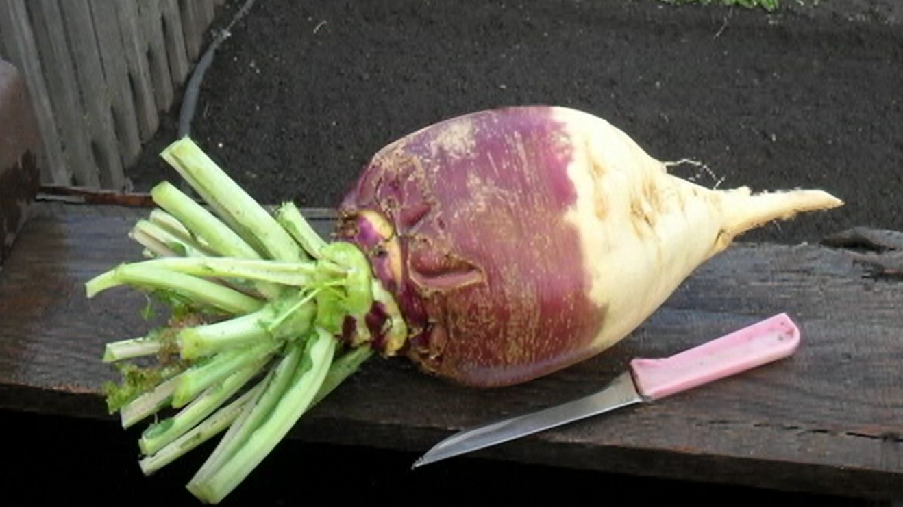 Выращивание брюквы смотреть онлайн