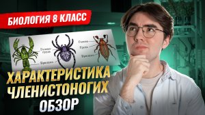 Общая характеристика ЧЛЕНИСТОНОГИХ I ВПР по БИОЛОГИИ 8 класс I Умскул