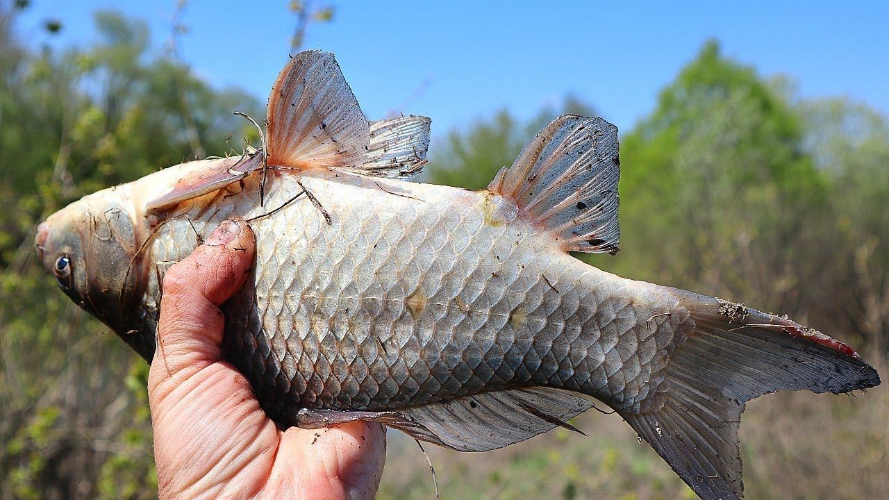 До какого времени клюет карась осенью? Золотые советы по ловле карася во второй половине осени. смотреть онлайн