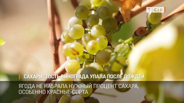 Сахаристость винограда упала после дождей смотреть онлайн