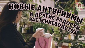 НОВЫЕ АНТУРИУМЫ | Зеленые будни: АЛОКАЗИИ и ТОТЕМЫ | Экстремальная пересадка БОНСАЙ #обзор #новинки