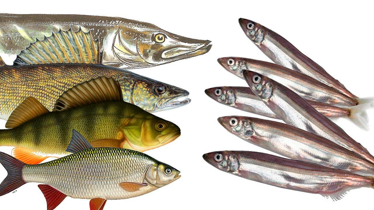 Выкинул живца. На мороженную мойву наловили 9 кг хищника! Как ловить щуку налима судака на мойву? смотреть онлайн