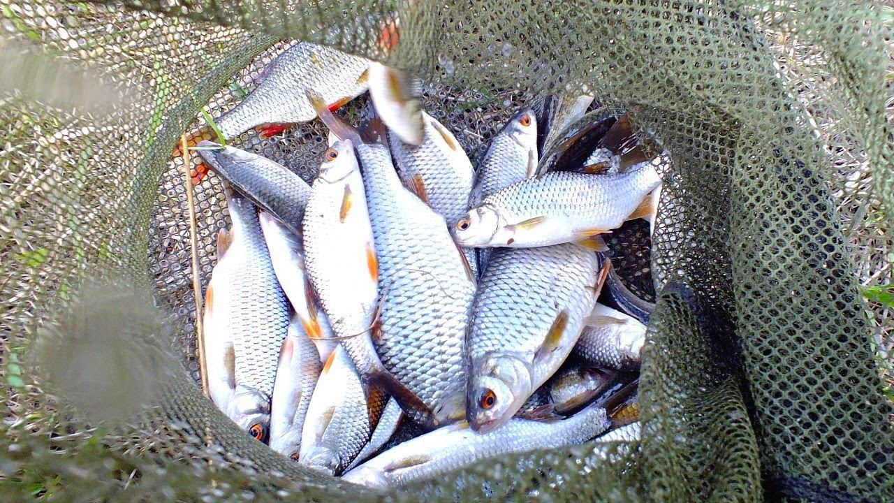 Когда начинает клевать плотва весной 3 весенних периода жора плотвы смотреть онлайн