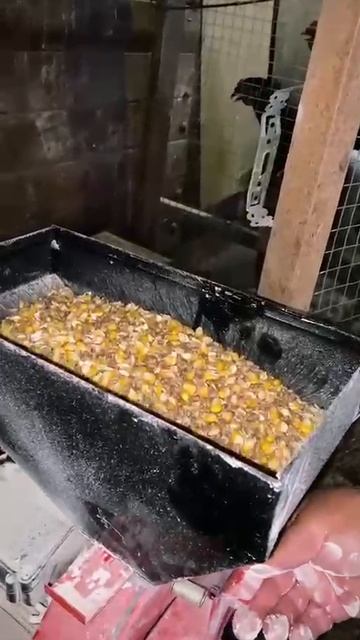 Зернодробилка до 240кг/час смотреть онлайн