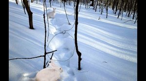 Охота на зайца петлёй! Как и где устанавливать петли на зайца? Секреты охоты петлей на зайца!