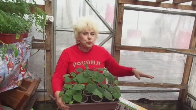 Делаем ТЕПЛУЮ ГРЯДКУ для ранних огурцов с электроподогревом. 2019 год. смотреть онлайн