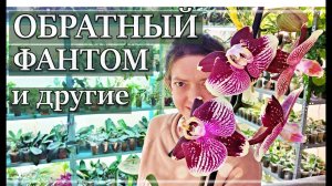 Цветущие ОРХИДЕИ, Бутоны и про донаты. Куда дела ВСЕ деньги?