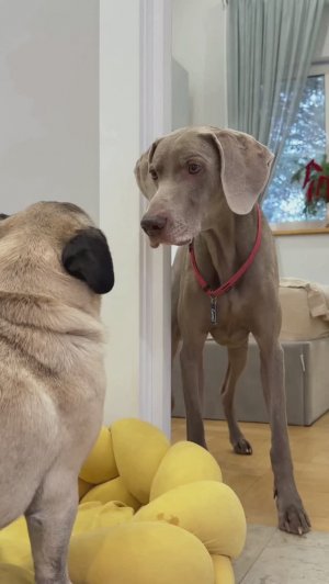 КТО-ТО ПРОБРАЛСЯ К НАМ В ДОМ ПОД НОВЫЙ ГОД 😰 ВТОРАЯ ЧАСТЬ