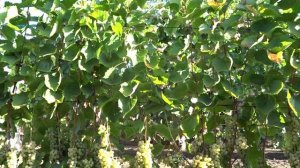 Белый технический сорт винограда Петит ами @Krasokhina