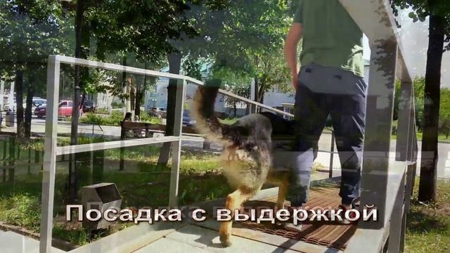 Курс "Управляемая городская собака"