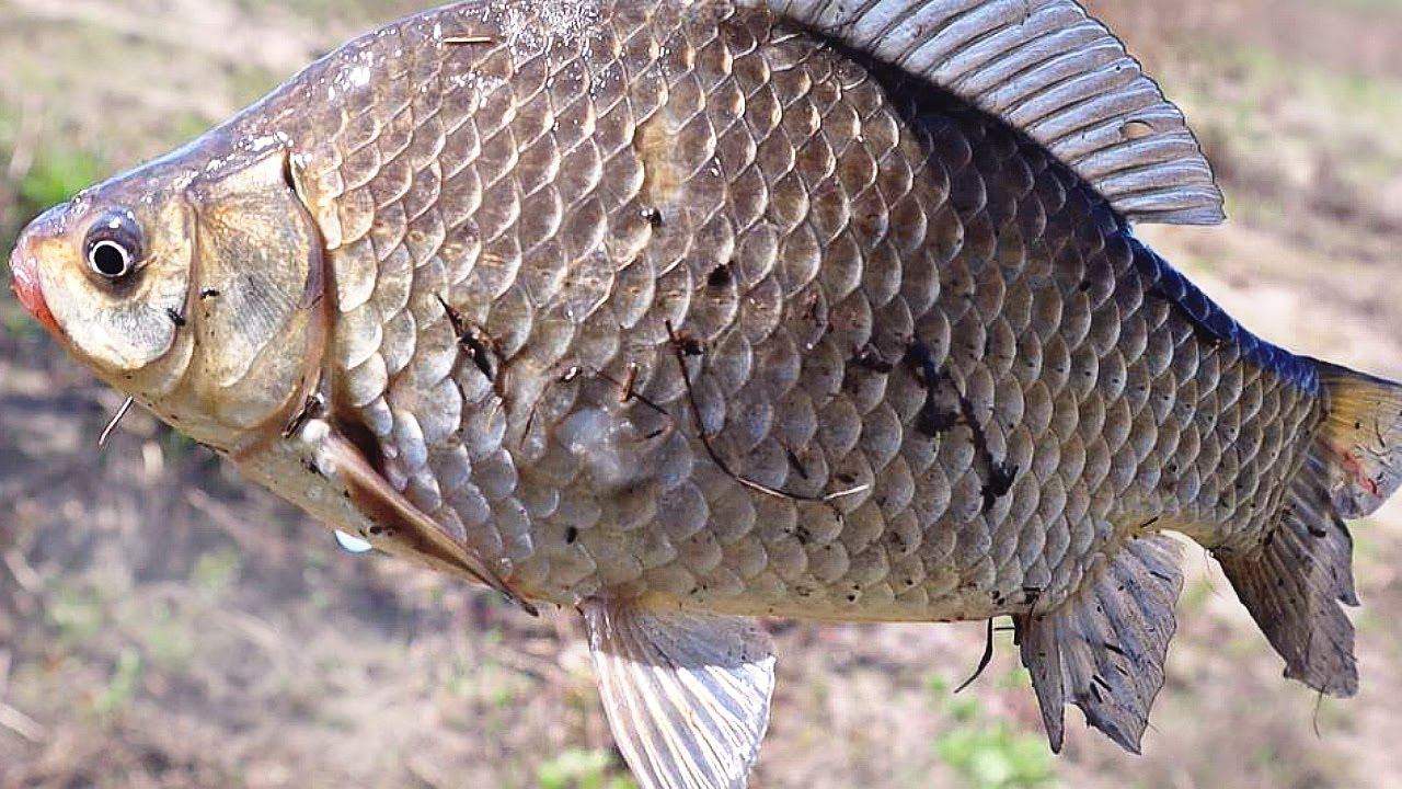 2.5 килограммовые краси начинают клевать как только зацветет это дерево в мае июне! Народные приметы смотреть онлайн