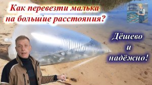 Перевозка живой рыбы и малька в пакетах с кислородом.