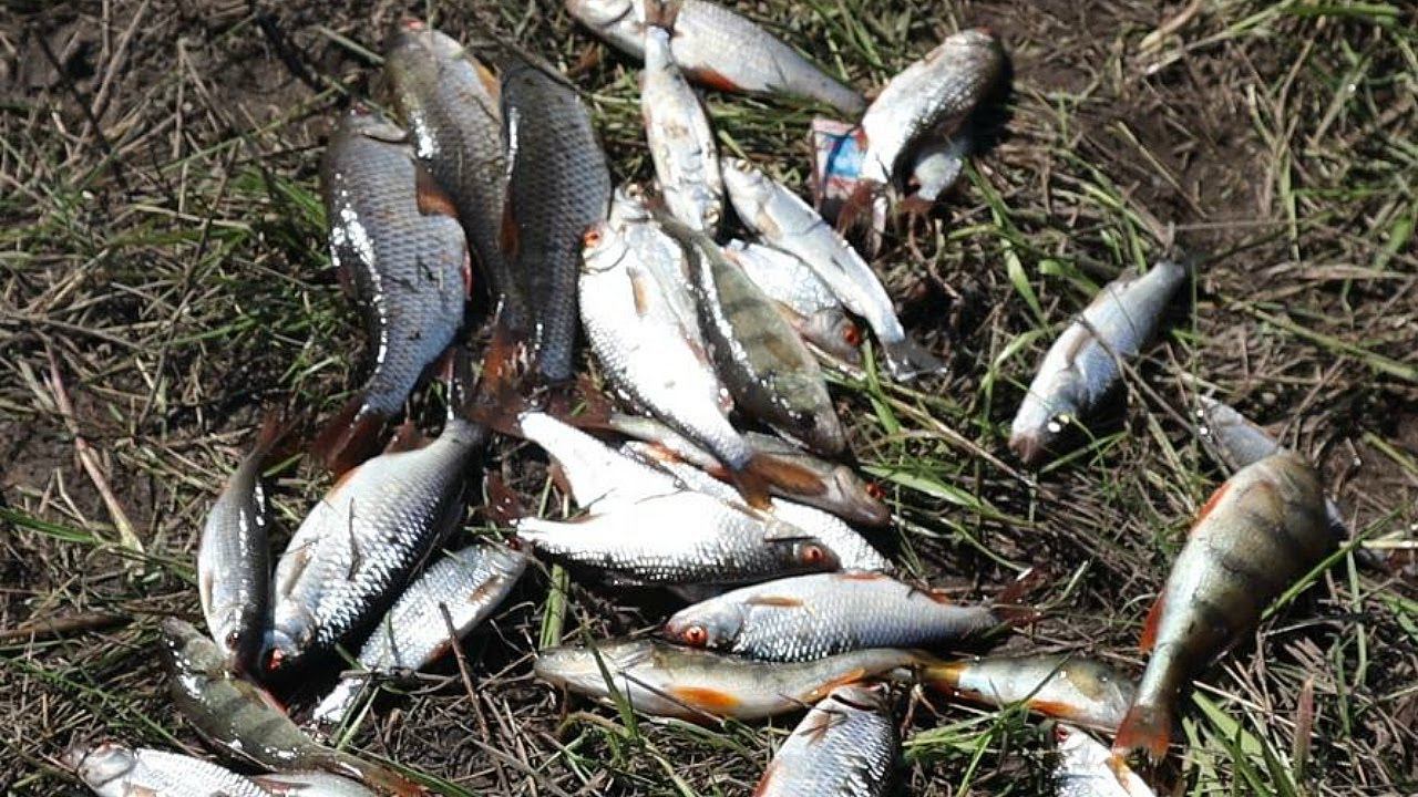 Какая рыба лучше всего ловится в октябре Рассказывает профессиональный рыболов смотреть онлайн