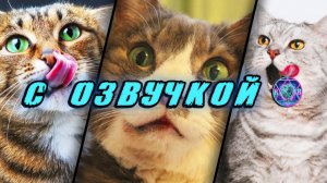 🔥 Приколы с котами! - С ОЗВУЧКОЙ! СМЕШНЫЕ КОТЫ! Самые смешные животные! Попробуй не засмеяться!