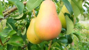 карликовые подвои будущее садоводства Сибири