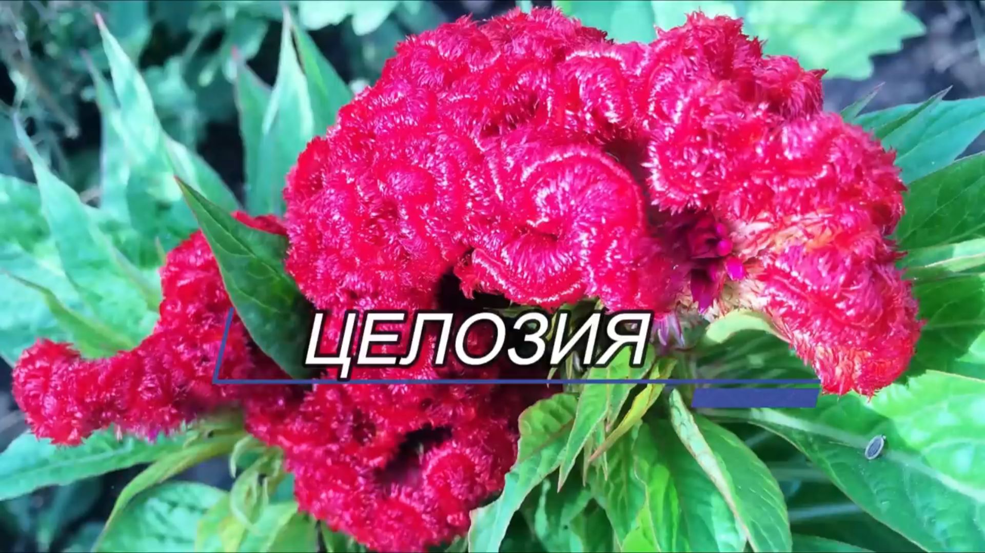 Нездешняя Красота. Неприхотливый Однолетник ЦЕЛОЗИЯ. Цветет ВСЕ ЛЕТО. смотреть онлайн