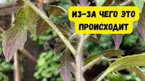 ЛИСТЬЯ ТОМАТОВ СТАЛИ ФИОЛЕТОВЫМИ. КАК ЭТО ИСПРАВИТЬ.