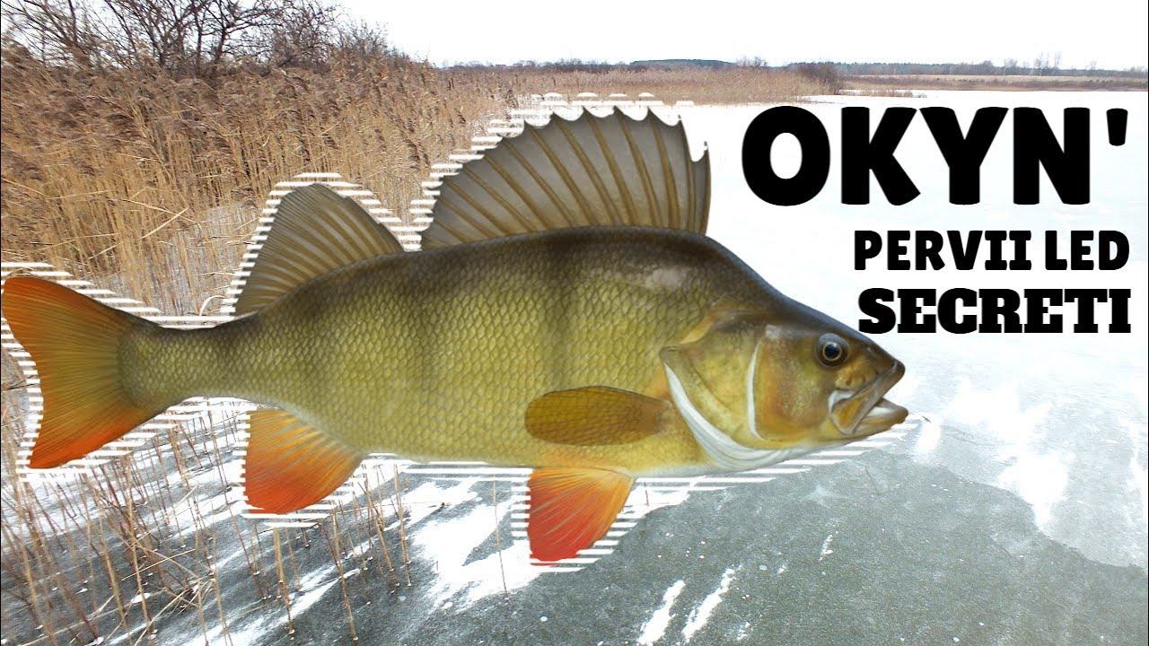 Как где и на что ловить окуня в ноябре-декабре со льда? Рассказывает профессиональный рыболов. смотреть онлайн