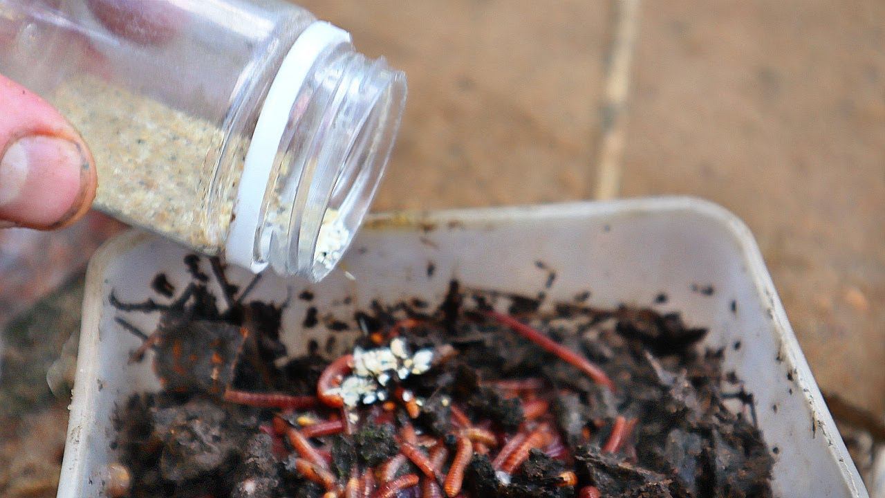 Чтобы черви зажирели добавляю к ним немного этого осенью. Карась хватает не думая. смотреть онлайн