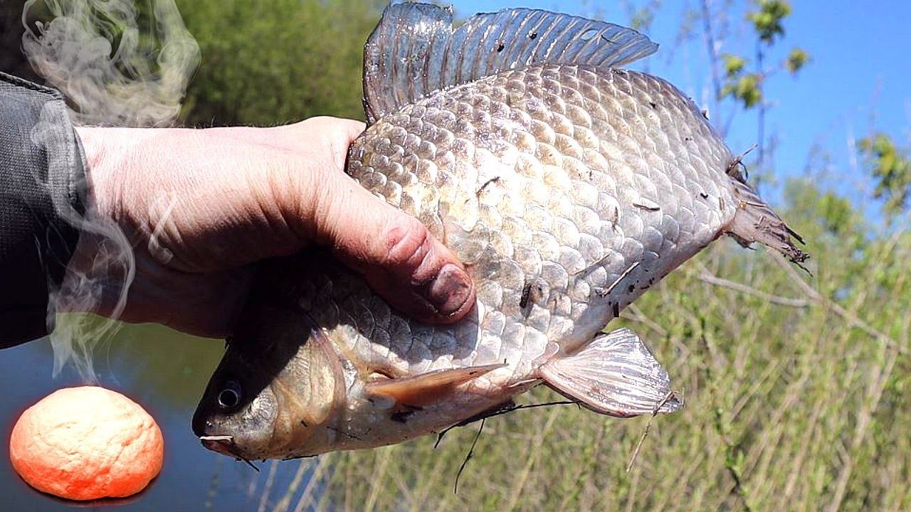 Этой насадкой извлекаю карпа и крупного карася из пруда на каждом забросе! Вам стоит попробовать. смотреть онлайн