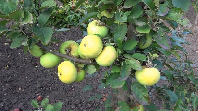 Древняя классика - яблоня РЕНЕТ ШАМПАНСКИЙ (БУМАЖНЫЙ) - смотреть онлайн